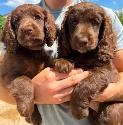 可卡犬幼犬
