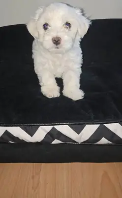 Cachorros Malteses de pura raza