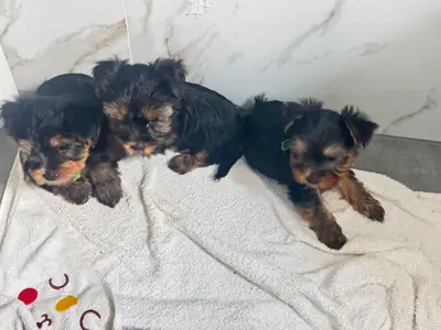 Beaux chiots Yorkshire Terrier