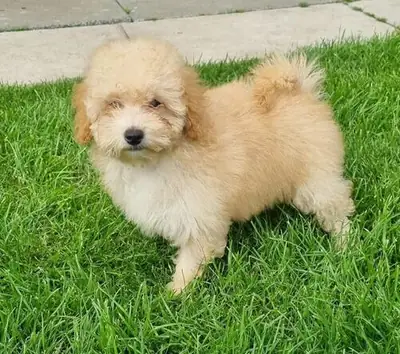 Sağlık Testi Olan Dişi Poodle Yavru