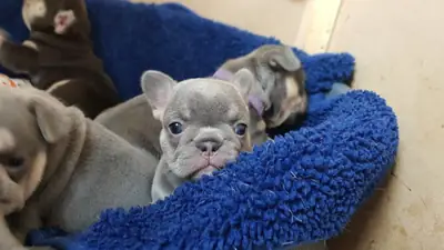 Chiots Bulldog Français Miniature