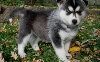 Tuvalet eğitimi almış Siberian Husky