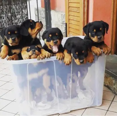 Cachorros Rottweiler