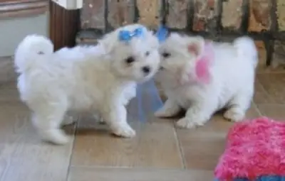 Cachorros de Maltés miniatura