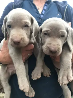 Beaux chiots Weimaraner