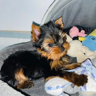 Beautiful Yorkshire Terrier Puppies Available Now