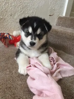 Dos preciosos cachorros de Alaskan Malamute.