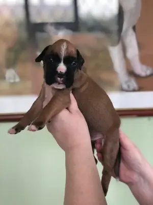 Cachorros bóxer disponibles.