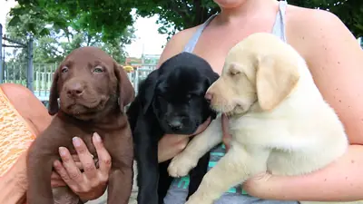 Cachorros Labrador en Adopción