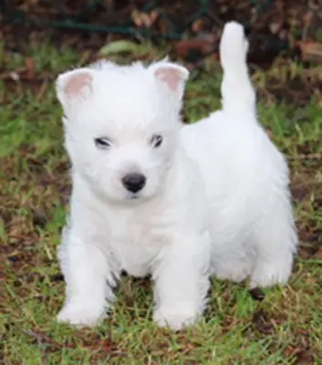 Précieux chiots Westie enregistrés