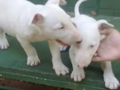 Cachorros Bull Terrier excepcionales*Arkansas*