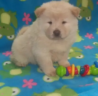 Chow Chow puppies available now