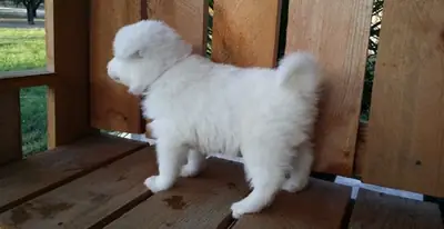 KC pedigree Samoyed puppies!