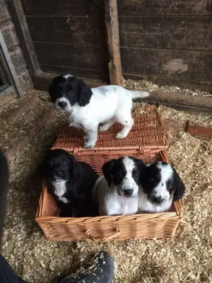 Cocker Spaniel macho y hembra