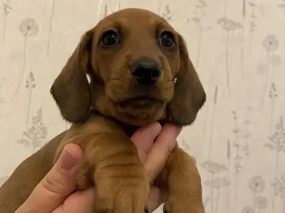 Cachorros adorables de teckel rojo estándar