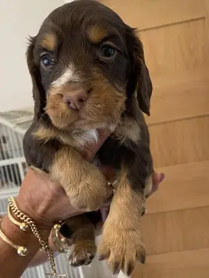 Cachorras de Cocker Spaniel Napo