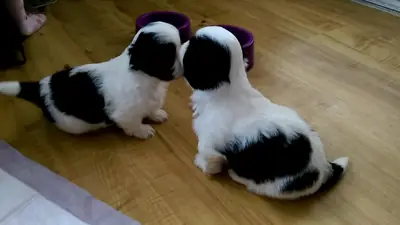 家训的西施犬幼犬