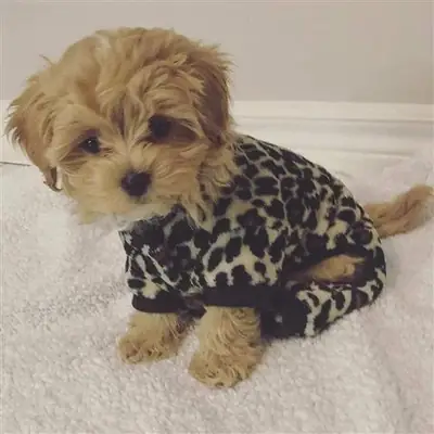 Chiots Maltipoochon