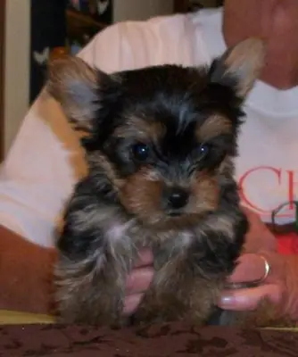 Very small Biewer Yorkshire Terrier (PEDIGREE)