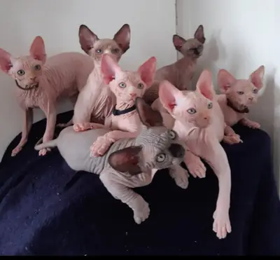 Lindos gatitos Sphynx