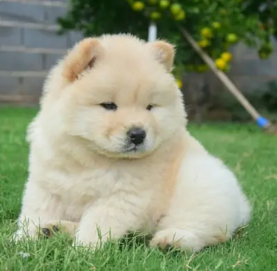 Cachorros Chow Chow en adopción