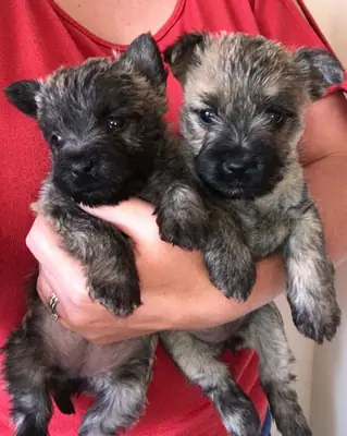 Cachorros de Cairn Terrier en adopción