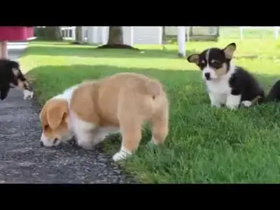 Pembroke Welsh Corgi à adopter