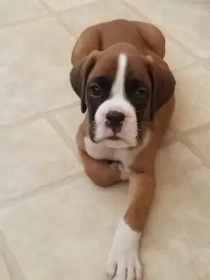 Boxer puppies ready for Christmas