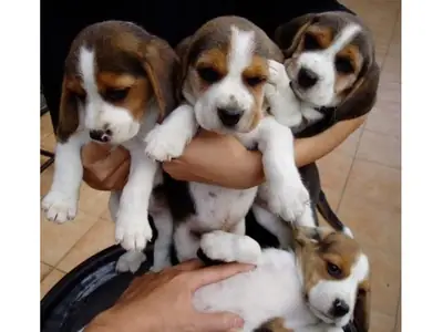 Precious Beagle puppies ready to be adopted.