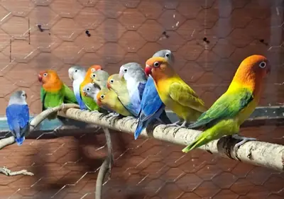 Love birds