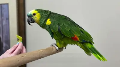 Loro amazonas en venta
