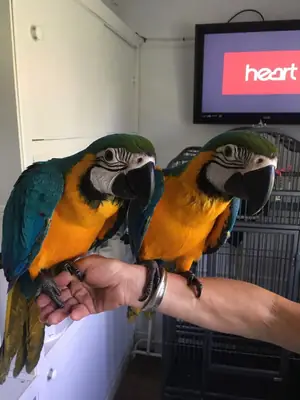 Beautiful blue and gold macaws