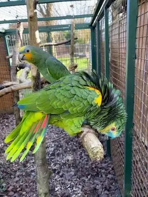Adorables perroquets amazoniens