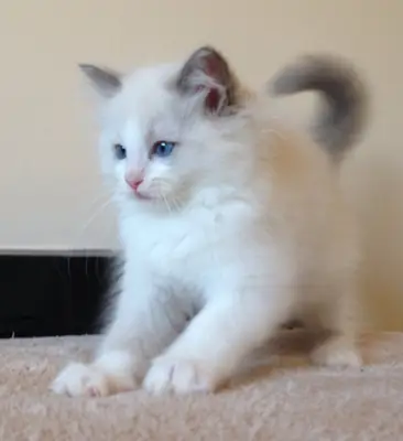 Ragdoll Kittens Looking for a New Home