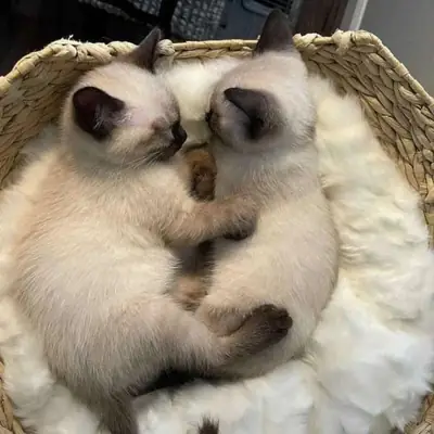 Gatitos Siameses