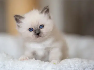 Chatons Birmans (mâle et femelle)