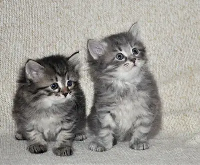 Siberian Kittens Available