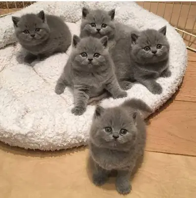 British Shorthair Kittens