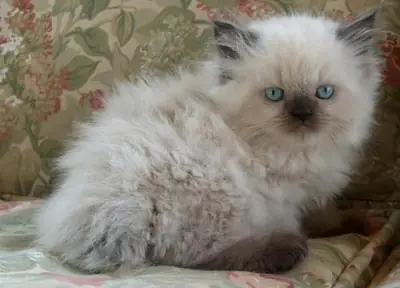 可供领养的喜马拉雅小猫