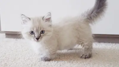 可供出售的短腿猫小猫