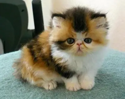 Gatitos exóticos de pelo corto