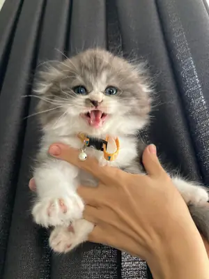 British Longhair macho, 50 días