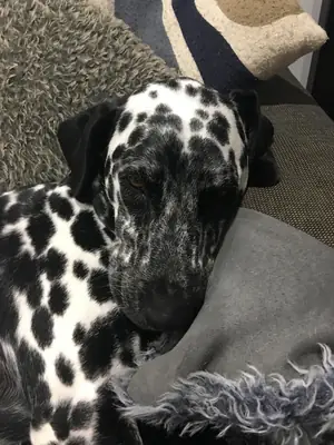 Enerjik Dalmaçyalı erkek köpek için yeni aile