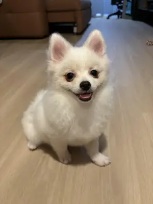 Bembeyaz Pomeranian erkek için kalıcı yuva