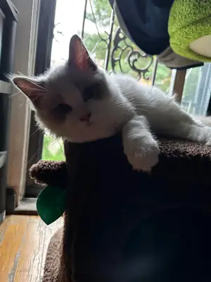 Gentle Ragdoll cat that quietly became part of our daily routine