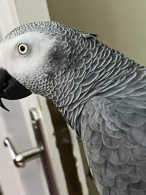 African Grey parrot that learned half the sounds in our house