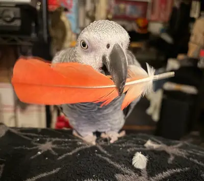 African Grey parrot that learned to live like a member of the family