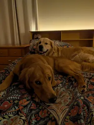 Friendly Golden Retriever who grew up surrounded by people