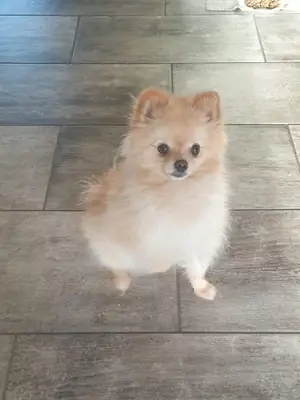 White Pomeranian that follows people everywhere in the house