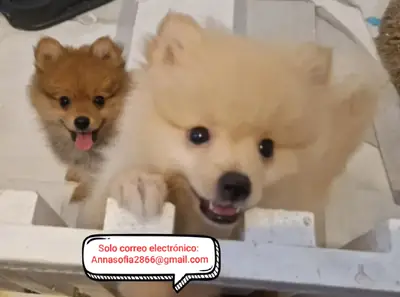 Щенки померанского шпица на усыновление